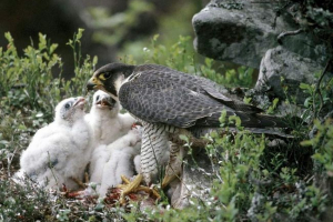 Z gniazda w national park center seatton bank zniknął sapsans